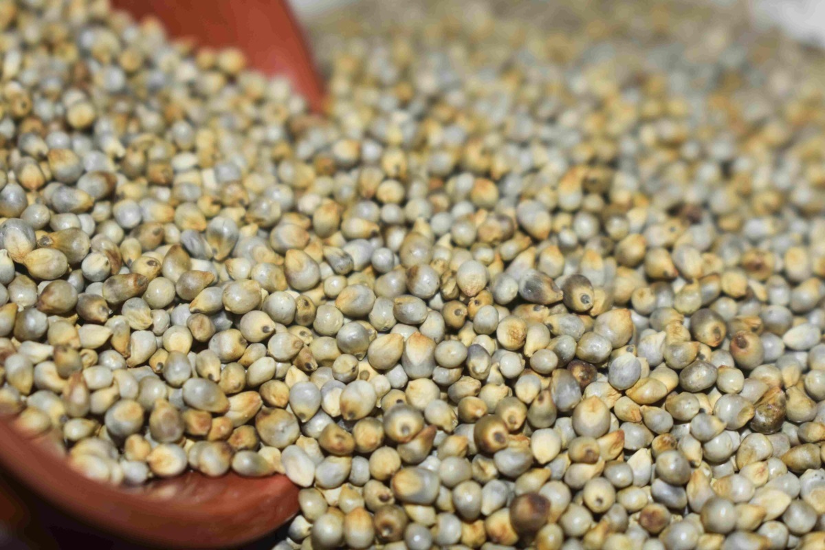 PEARL MILLET