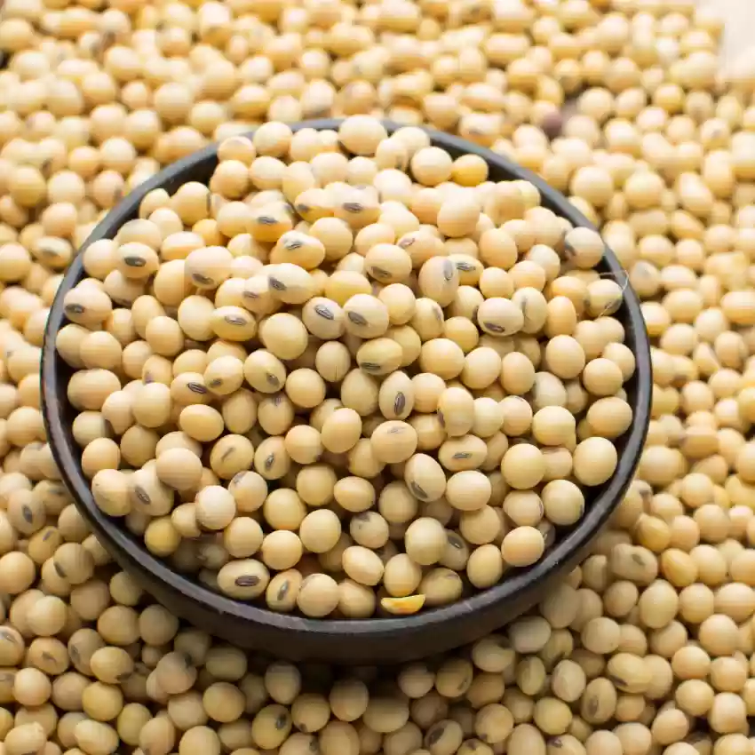 SOYABEAN