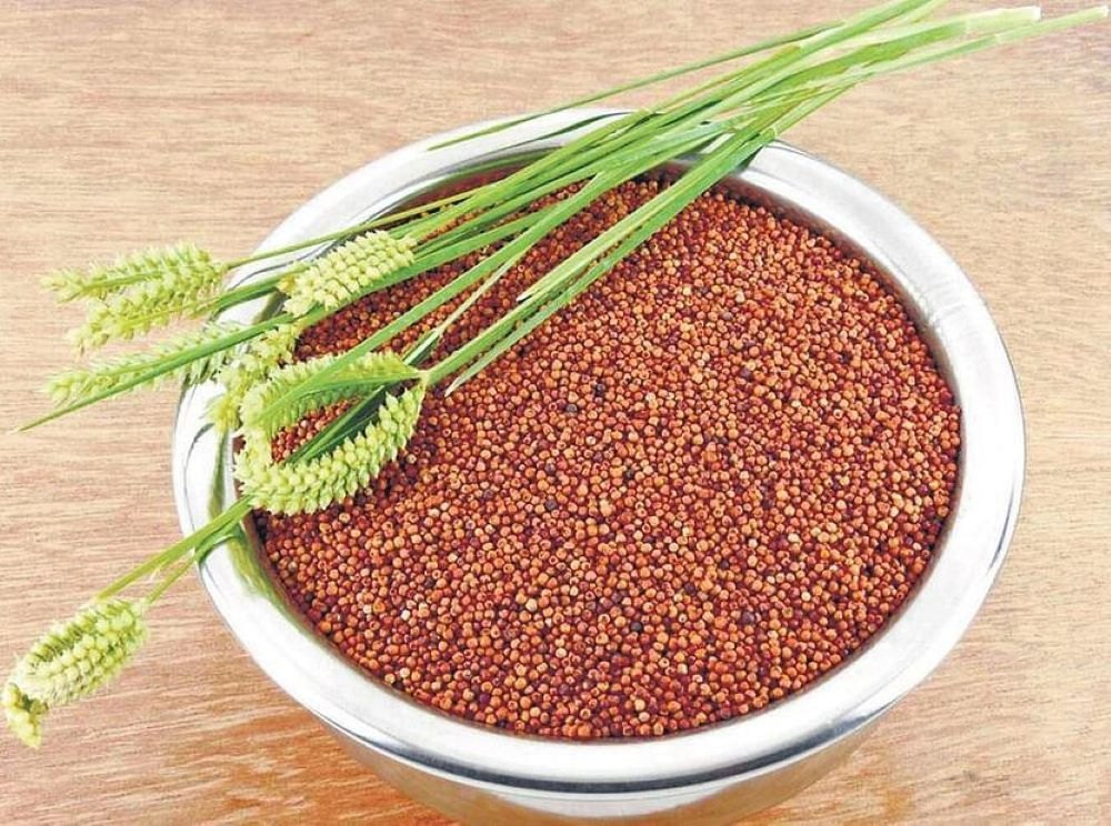 RAGI SEEDS
